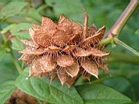 Glycyrrhiza Glabra (fam Fabacees) (rg mediterraneennes) (4) (Photo F. Mrugala)